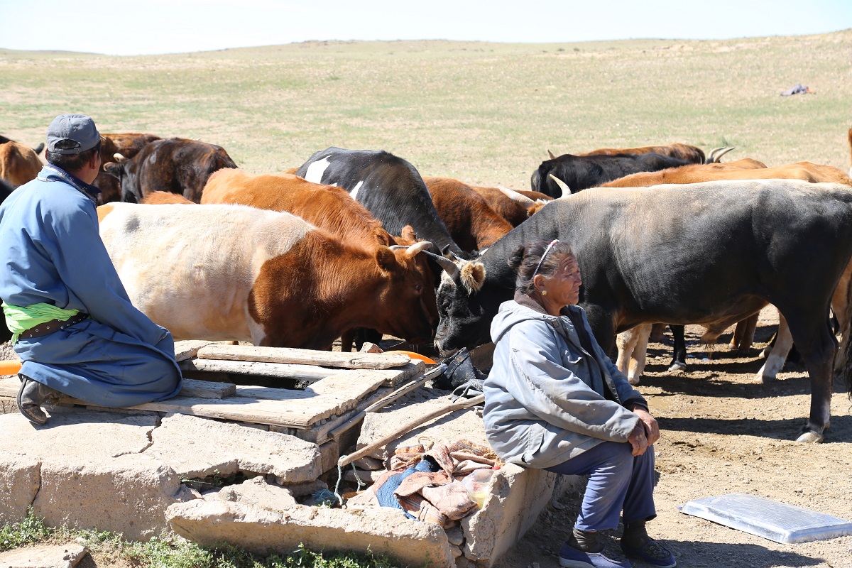어머니와 아들이 자신의 젖소와 염소 그리고 양떼들을 먼발치로 지켜보고 있다.