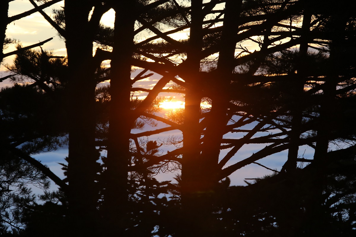 At dawn, the sunlight peeking out through the Geumgang pine trees presents another unexplored scene.  