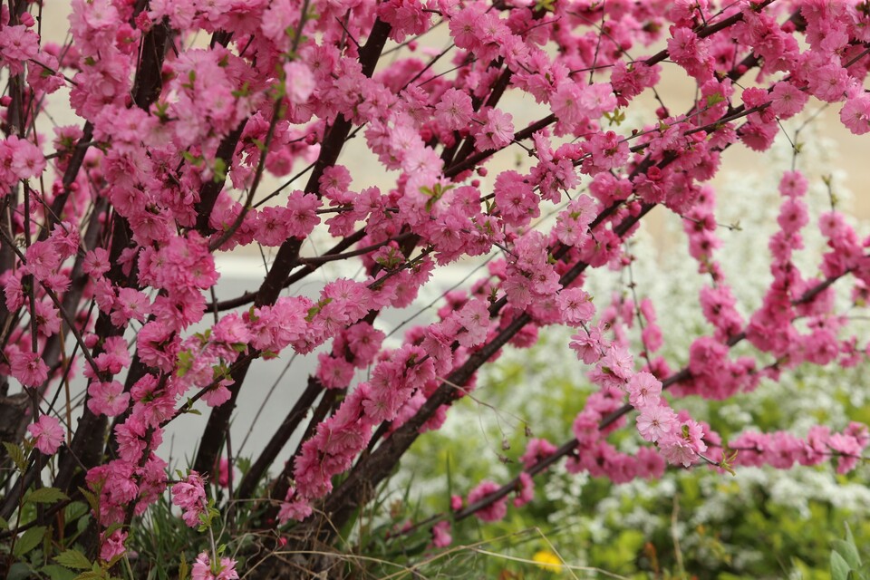 수령 8년생의 옥매화가 부채 형으로 생육성장을 보이며 화려한 분홍꽃을 선보이고 있다.