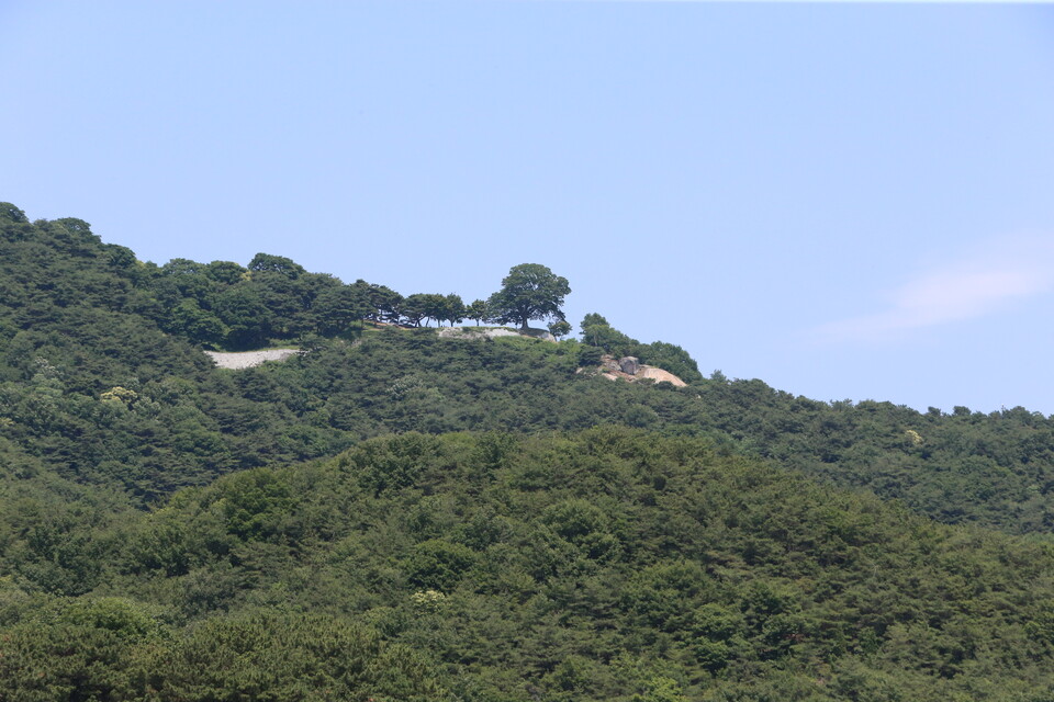 성흥산 정상에 소재한 천연기념물 제564호 느티나무(일명 성흥산 사랑나무) 원경