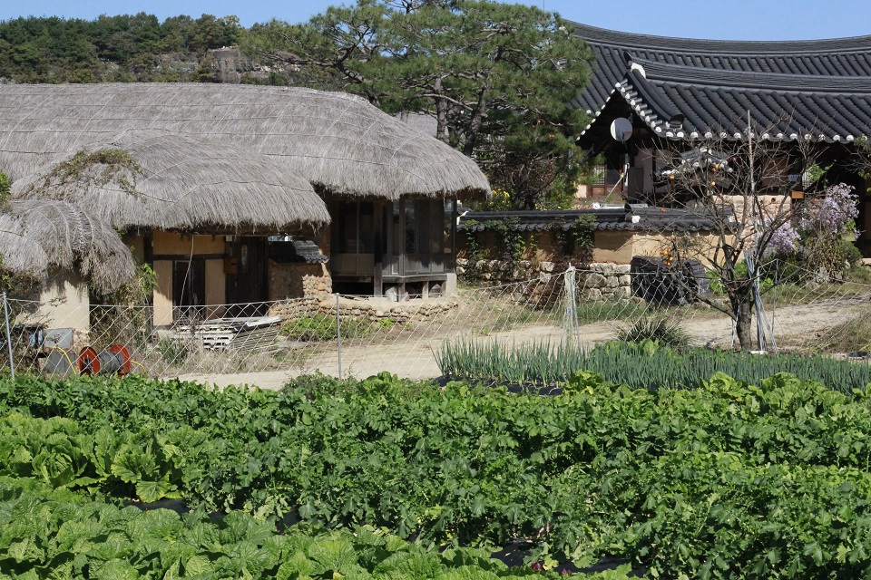 600년의 전통을 누려온 하회마을은 한옥과 초가집이 함께 어우러져 길이 보전되고 있다.
