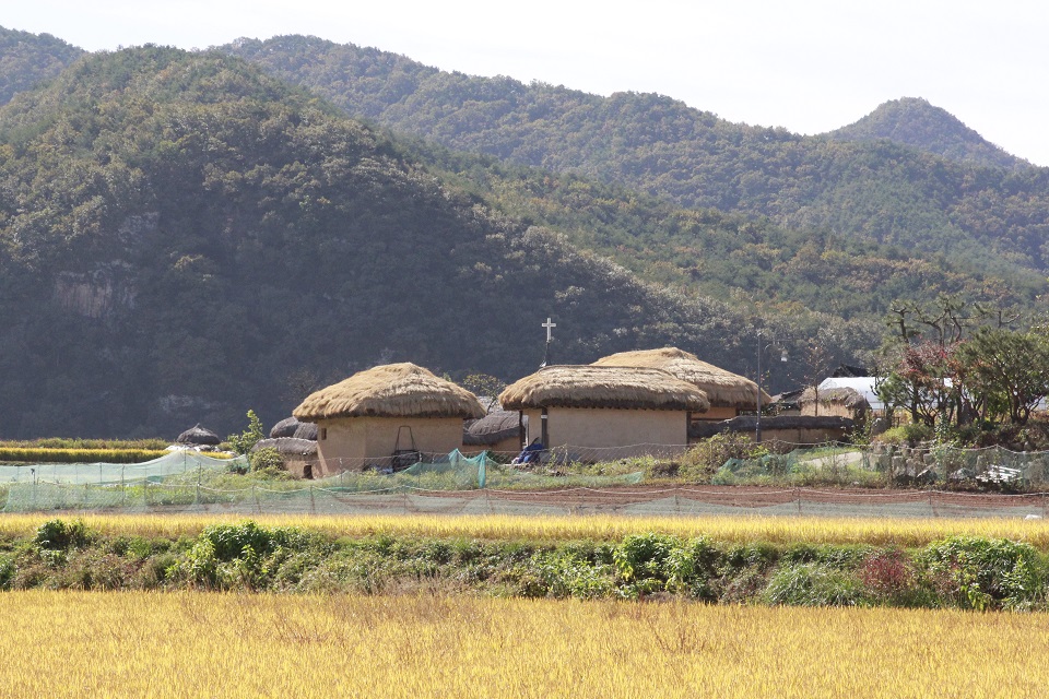 황금물결을 이룬 하회마을 북촌의 풍경은 한가로운 들녘을 고스란히 선보이고 있다.
