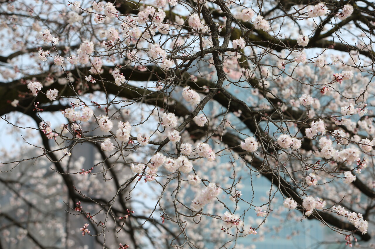 함초롬히 피어오른 살구나무 꽃이 탐스러운 자태를 한껏 뽐내고 있다.