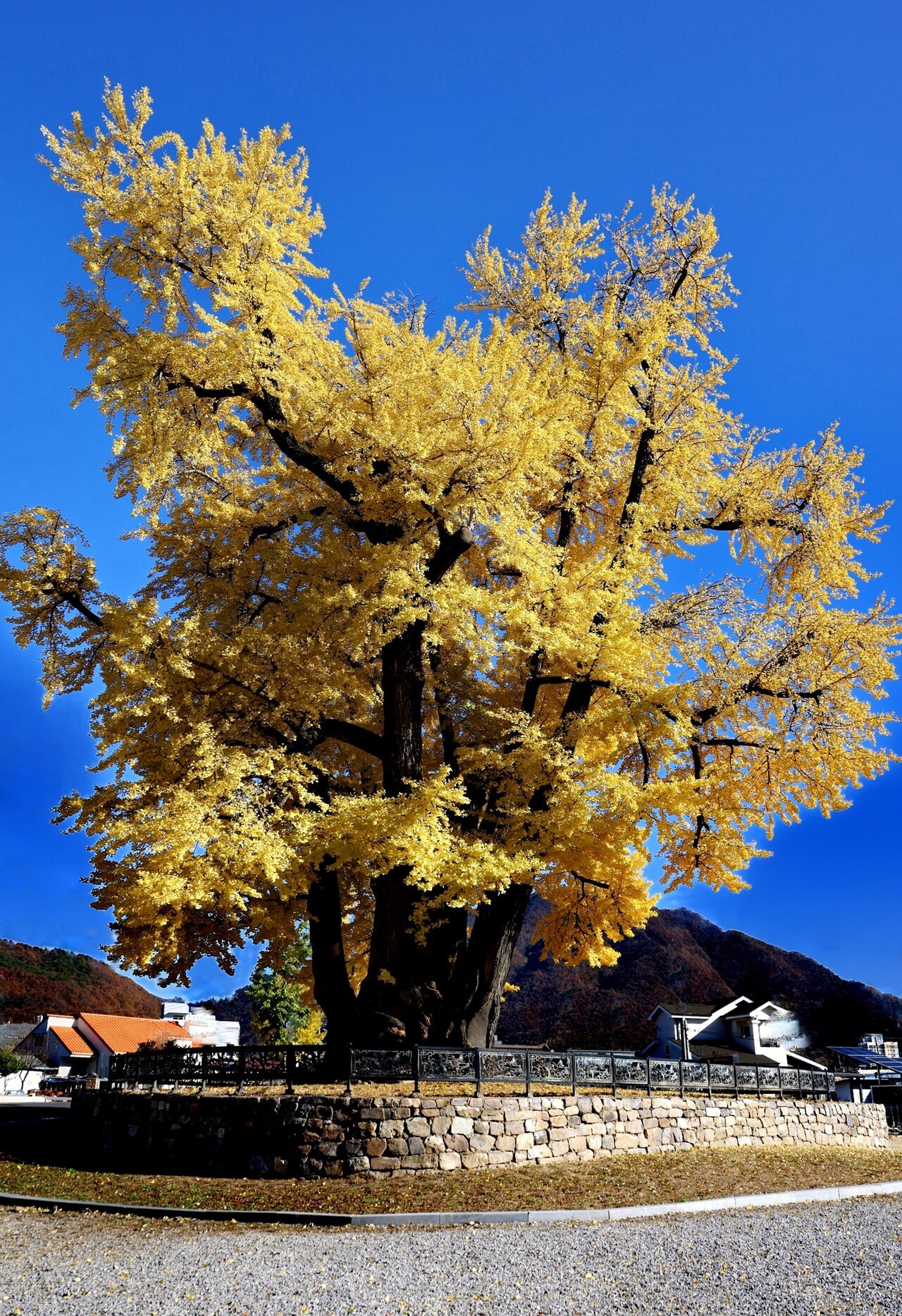 영월 하송리의 은행나무가 한폭의 수채화를 연상케 한다./사진=석인철 편집위원