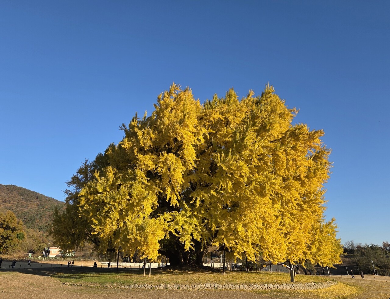 원주시 반계리의 은행나무가 그 위용을 자랑한다./사진=석인철 편집위원